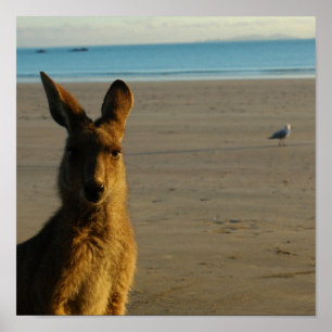 Kangaroo Foto Print Poster