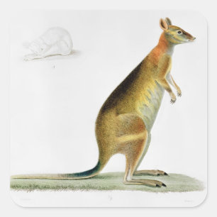 Kangaroo, graviert von Coutant Quadratischer Aufkleber