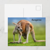 Kangaroo Holiday Postkarte (Vorne/Hinten)