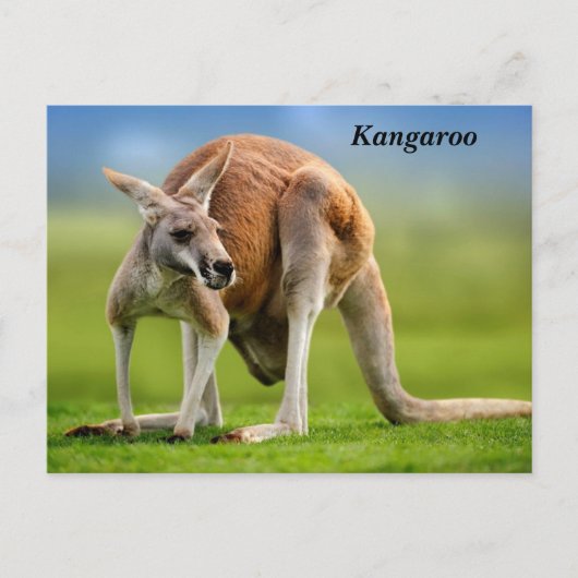 Kangaroo Holiday Postkarte (Vorderseite)