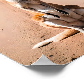 Kangaroo im Freien Poster (Ecke)