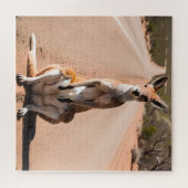 Kangaroo im Freien Puzzle (Horizontal)