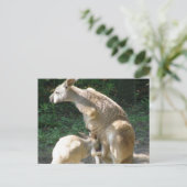 Kangaroo Joey Postcard Postkarte (Stehend Vorderseite)
