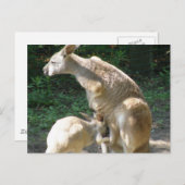 Kangaroo Joey Postcard Postkarte (Vorne/Hinten)
