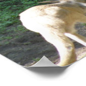 Kangaroo Joey Poster (Ecke)