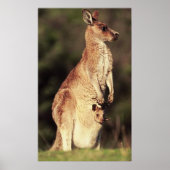 Kangaroo & Joey Poster (Vorne)