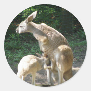 Kangaroo Joey Stickers