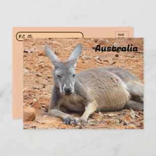 Kangaroo-Konfident Postkarte