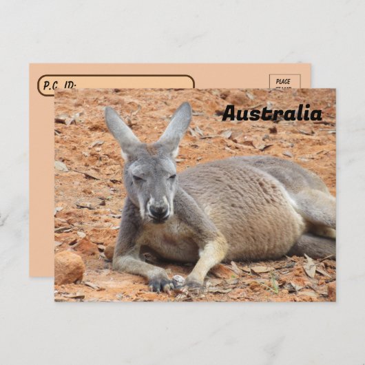 Kangaroo-Konfident Postkarte (Vorne/Hinten)