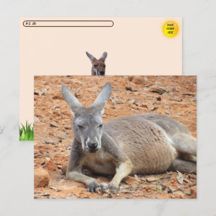 Kangaroo-Konfident Postkarte