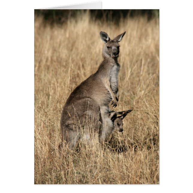 Kangaroo mit Baby Joey in Pouch (Vorne)