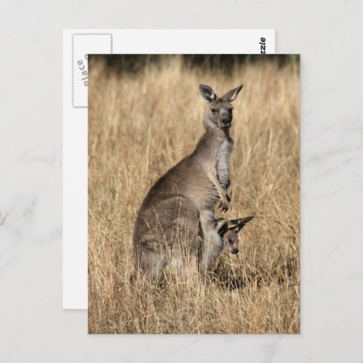 Kangaroo mit Baby Joey in Pouch Postkarte (Vorne/Hinten)