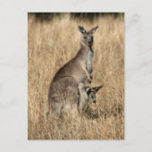 Kangaroo mit Baby Joey in Pouch Postkarte (Vorderseite)