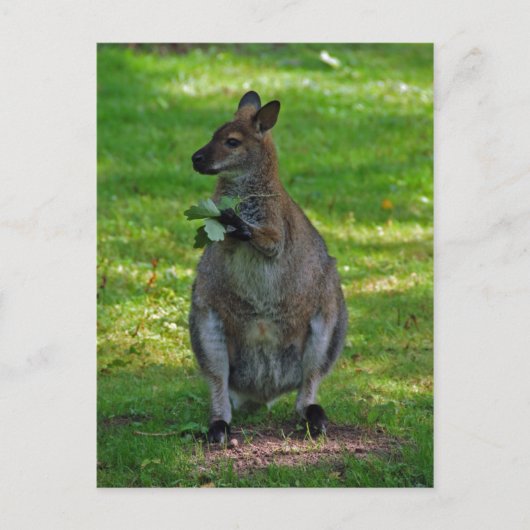 Kangaroo mit Eichen-Blätter Postkarte (Vorderseite)