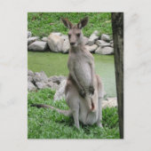 Kangaroo mit Joey Postcard Feiertagspostkarte (Vorderseite)