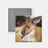 Kangaroo Nah hoch, Kühlschrankmagnet (Vorderseite/Rückseite)