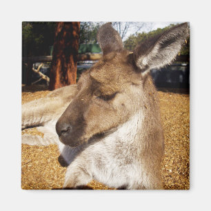 Kangaroo Nah hoch, Kühlschrankmagnet
