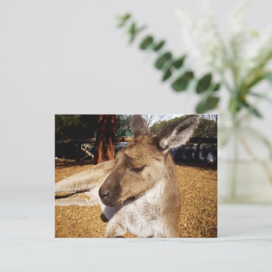 Kangaroo Nah hoch, Postkarte (Stehend Vorderseite)