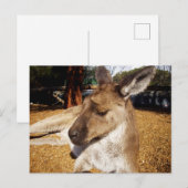 Kangaroo Nah hoch, Postkarte (Vorne/Hinten)