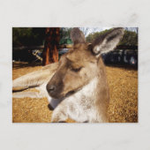 Kangaroo Nah hoch, Postkarte (Vorderseite)