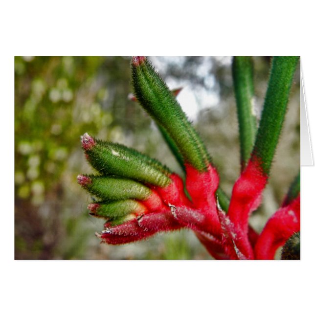 Kangaroo Paw in Perth, Australien (Vorderseite (Horizontal))