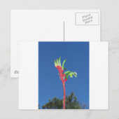 KANGAROO PAW-PFLANZE POSTKARTE (Vorne/Hinten)