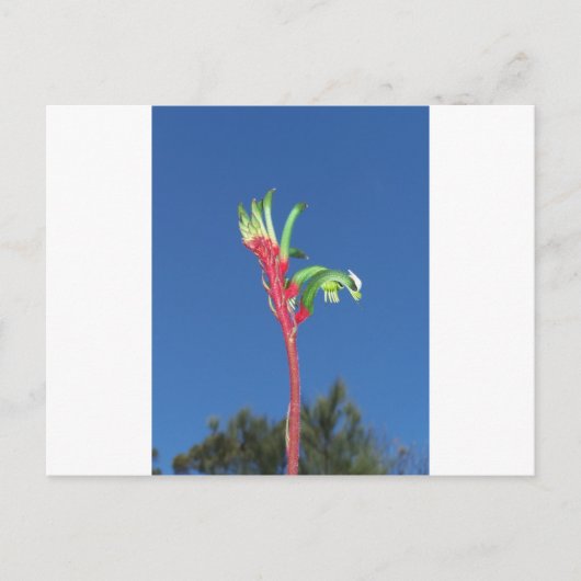 KANGAROO PAW-PFLANZE POSTKARTE (Vorderseite)