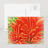 Kangaroo Paw Postkarte (Vorne/Hinten)
