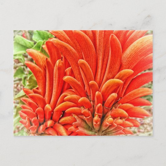 Kangaroo Paw Postkarte (Vorderseite)
