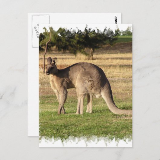 Kangaroo Picture Postcard Postkarte (Vorne/Hinten)