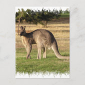 Kangaroo Picture Postcard Postkarte (Vorderseite)