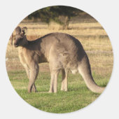 Kangaroo Picture Sticker (Vorderseite)
