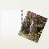 Kangaroo Planer (Anzeige)