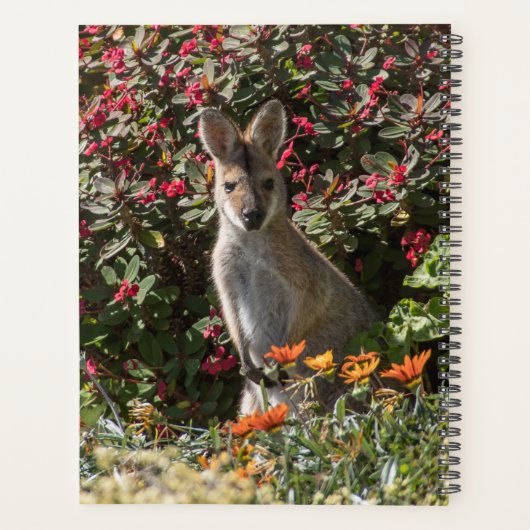 Kangaroo Planer (Rückseite)