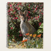 Kangaroo Planer (Vorderseite)