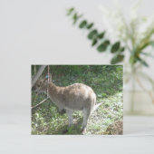 Kangaroo Postcard! Postkarte (Stehend Vorderseite)