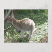 Kangaroo Postcard! Postkarte (Vorderseite)