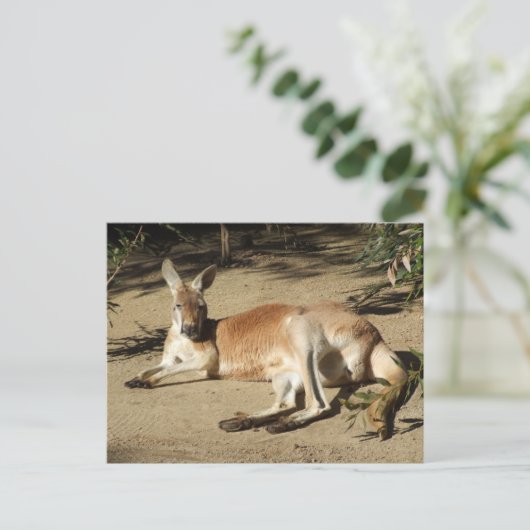 Kangaroo Postcard Postkarte (Stehend Vorderseite)