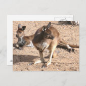 Kangaroo Postcard Postkarte (Vorne/Hinten)