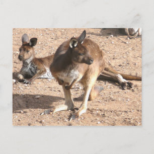 Kangaroo Postcard Postkarte