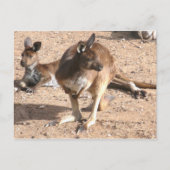 Kangaroo Postcard Postkarte (Vorderseite)