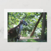 Kangaroo Postcard Postkarte (Vorne/Hinten)