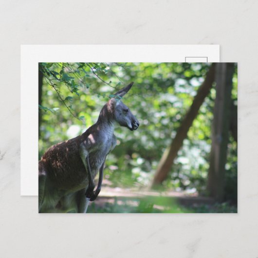 Kangaroo Postcard Postkarte (Vorne/Hinten)