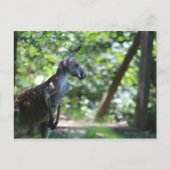 Kangaroo Postcard Postkarte (Vorderseite)