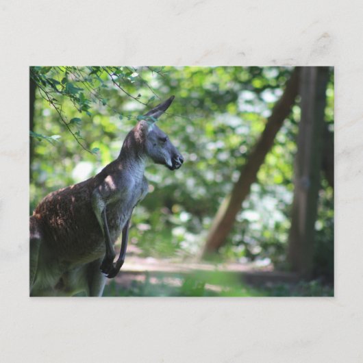 Kangaroo Postcard Postkarte (Vorderseite)