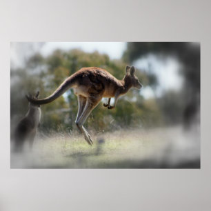 Kangaroo Poster