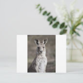 Kangaroo Postkarte (Stehend Vorderseite)