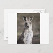 Kangaroo Postkarte (Vorne/Hinten)