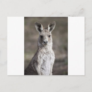 Kangaroo Postkarte
