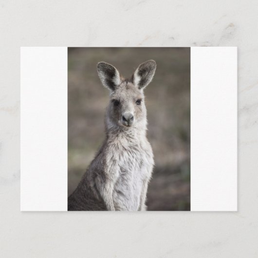 Kangaroo Postkarte (Vorderseite)